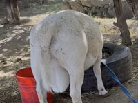Ram, Dorper sheep — photo 5