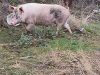 Säue, Schweine — Foto 3