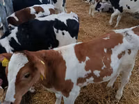 Ng'ombe (kikundi, jinsia haijatajwa), Simmental cattle — picha 4