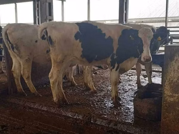 Lembu ternakan (lot, jantina tidak dinyatakan), Russian Black pied cattle