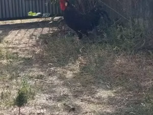 Chickens — Hungary