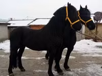 Horse (M), Friesian — photo 7
