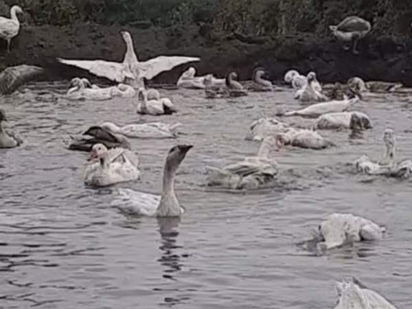 Geese — Azerbaijan