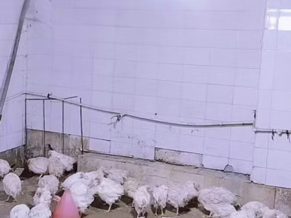 Chickens — جمهوری آذربایجان