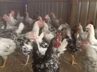 Chickens — photo 2