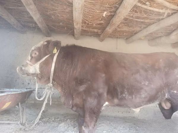 Bull, Hereford — Uzbekistan