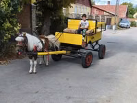 Horse (M), Horses — photo 3