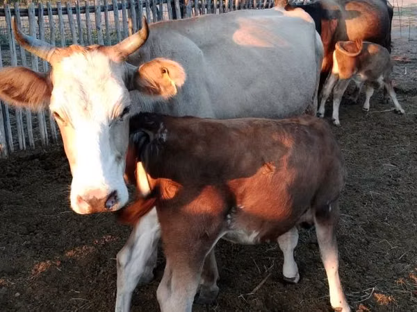 Vacă, Bovine — Kazahstan