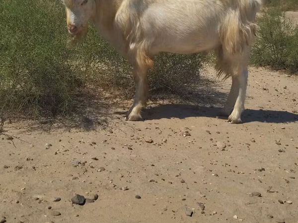 Billy Goat, Goats