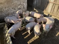 Eber, Schweine — Foto 2