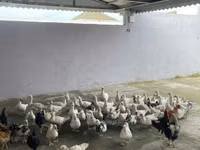 Ducks — снимка 3