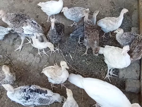 Turkeys — Asarbajan