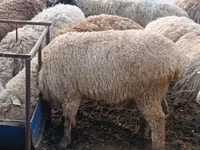 Carneiro, Hissar sheep — foto 8