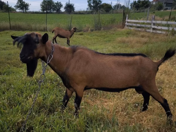 Billy Goat, Alpine goat — Moldova
