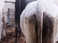 Toro, Mucca kazaka a testa bianca — foto 7