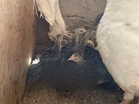 Turkeys — ছবি 4