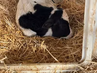 सांड, Swiss cattle — फ़ोटो 2
