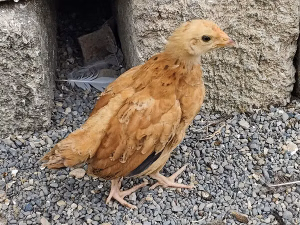 Chickens — Азербайджан