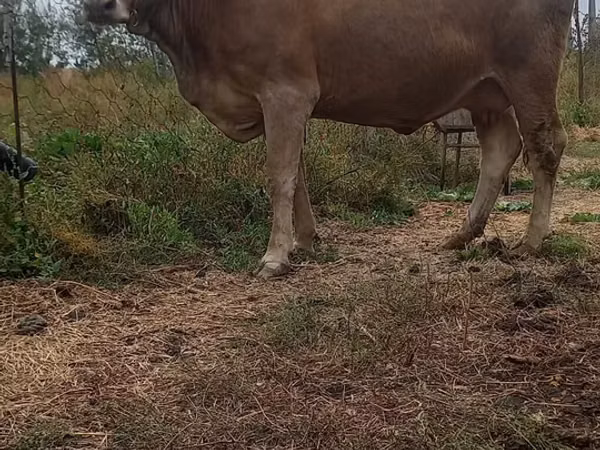 Cow, Swiss cattle