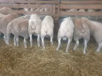 雌羊, Baerchuke sheep — 写真 1