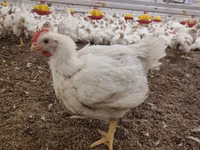 Geese — ছবি 6