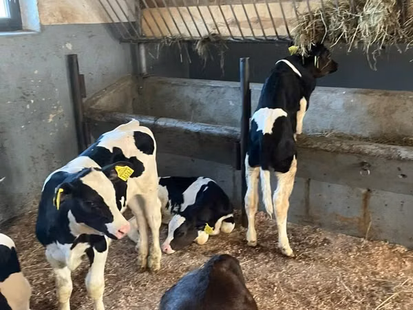گاو و گوساله (گروه، جنسیت مشخص نشده), Russian Black pied cattle