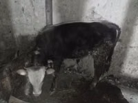 Buğa, Russian Black pied cattle — foto 2
