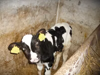 公牛, Russian Black pied cattle — 照片 2