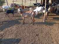 Capra, Nubian Goat — foto 3