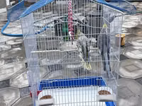 Nimfa (Cockatiel) cütlüyü və qəfəs dəsti - Növ: Nimfa tutuquşusu — φωτογραφία 4