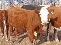 Cow, Cattle — photo 2