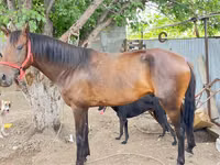 Horse (M), Thoroughbred horse — photo 2