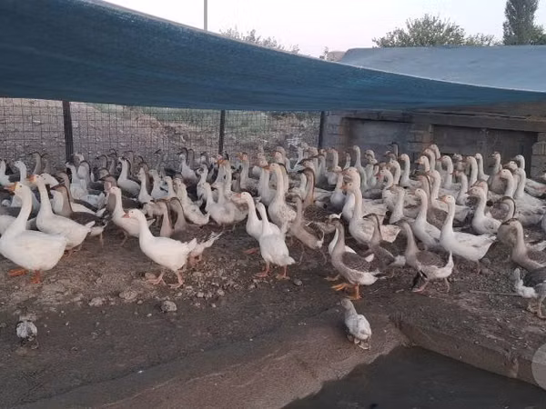 Geese — Uzbekistan