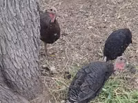 Turkeys — photo 2