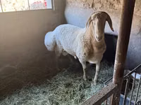 Ram, Arashan sheep — photo 2
