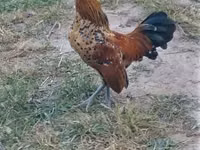 Holandský bantam — foto 2