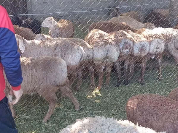 Ram, Sheep — Kyrgyzstan