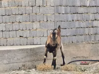 تيس, Nubian Goat — الصورة 1