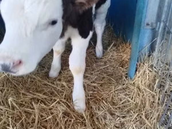 Bull, Holstein breed