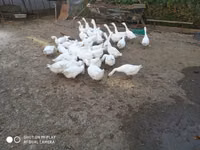 Geese — photo 2