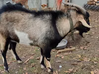 ஆண் வெள்ளாடு, வெள்ளாடுகள் — புகைப்படம் 2