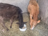 Cow, Cattle — photo 2