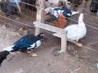 Ducks — Foto 5