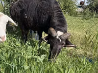 Billy Goat, Goats — photo 1