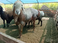 Ram, Arashan sheep — photo 1