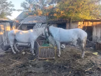 Mare, Horses — photo 4