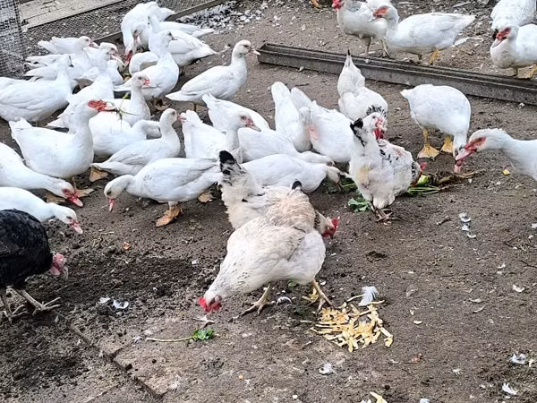 Ducks