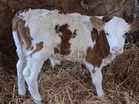 Bulle, Simmental cattle — Foto 2