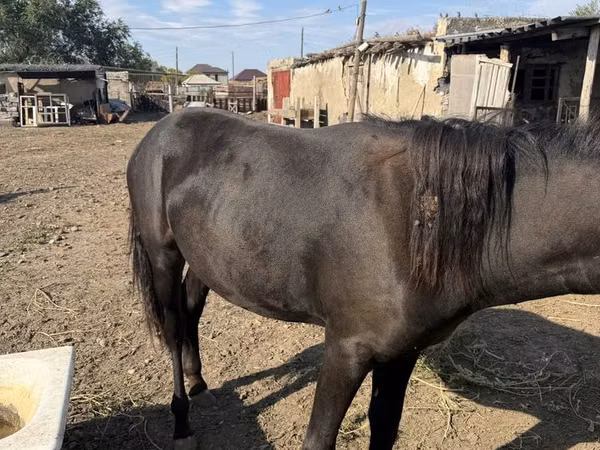 Madyan, Kazakh horse — Qazaxıstan