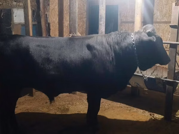 Bull, Swiss cattle — Kyrgyzstan